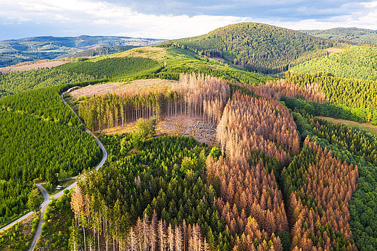 Photo: Green forest hills with bark beetle dead needle trees from above.