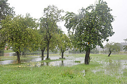 Photo: A meadow with trees is under water
