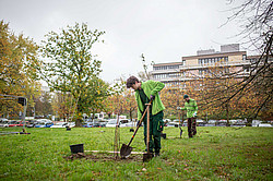 Foto: Zwei Gärtner pflanzen Bäume auf einer neuangelegten Streuobstwiese auf dem Campus Nord der TU Dortmund