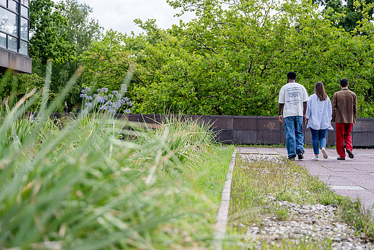 Rear view of three people with international backgrounds walking across the RUB campus next to a green strip