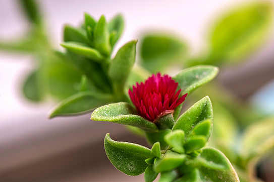 Two ice flowers, one of which is beginning to bloom red